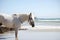 A White Camargue Horse on the Shoreline of a Vast Sea background