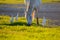 White camargue horse and three cattle erget by the lagoon