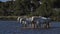 White camargue horses, Camargue, France