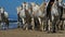 White camargue horses, Camargue,France