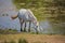 White camargue horses and cattle erget by the lagoon