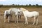 White Camargue horses family, France