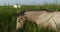 White Camargue horses, Foal in the reeds.