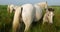 White Camargue horses, Foal in the reeds.