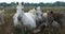 White Camargue horses with foals, occitanie, France