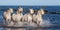 White Camargue Horses galloping along the sea beach. Parc Regional de Camargue. France. Provence.