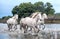 White Camargue Horses galloping through water.