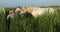 White Camargue horses, Mare with foal, Camargue, France