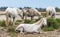 White Camargue Horses. Morning twilight