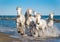 White Camargue Horses running on the water