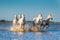 White Camargue Horses running on the water