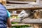 White camel behind a wooden fence at zoo takes food from tourists