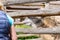 White camel behind a wooden fence at zoo takes food from tourists