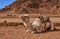 White camel in the desert of Jordan