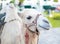 White Camel, Wadi Rum white camel