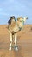 White camel wearing a saddle in the Sahara Desert