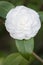 White Camelia flower in full bloom