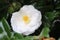 White Camellia bloom