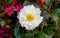 White camellia blooming in the spring