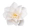 White Camellia Flower