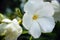 White camellia flowers two flower heads