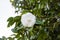 White camellia opening in the green tree