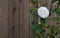 White camellia redwood fence