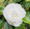 White Camellia Reticulata flower