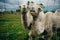 white camels behind the fence in the zoo