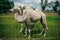 white camels behind the fence in the zoo