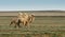 White camels in the steppe