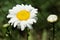 White camomile, close up. Beautiful white flower