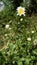 White camomile, close up. Beautiful white flower