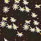 White camomile. Distressed white Chamomile flowers on black background. Abstract floral seamless pattern.Trendy hand