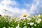 White camomile flower over blue sky