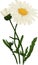 White Camomile flower. Oxeye daisy. Vector