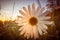 White camomile flower at sunrise