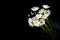 White camomile flowers on black background