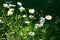 White camomile flowers in garden. Chamomile flowers on flowerbed