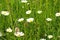 White camomiles growing in a green wild meadow on a summer day in close-up