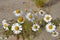 White camomiles on the yellow sand