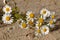 White camomiles on the yellow sand