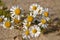 White camomiles on the yellow sand