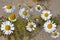 White camomiles on the yellow sand