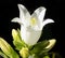 White campanula flower