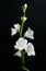 White campanula flowers