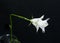 White campanula flowers