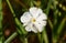 White Campion