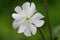 White campion silene latifolia