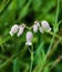 White Campion, Silene latifolia